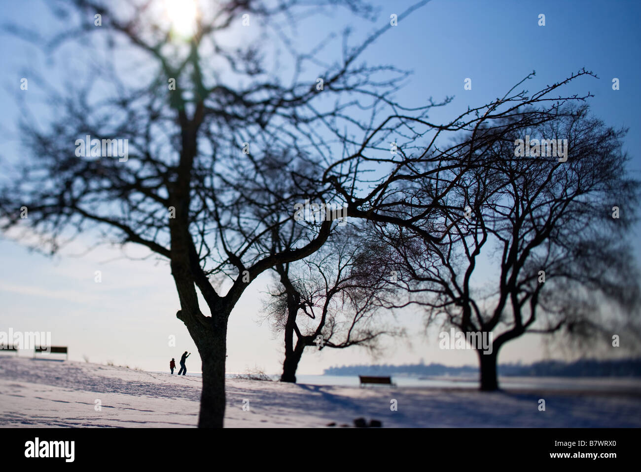 Trees in a park with a father and son skipping rocks in West Haven CT USA during the winter with snow Stock Photo