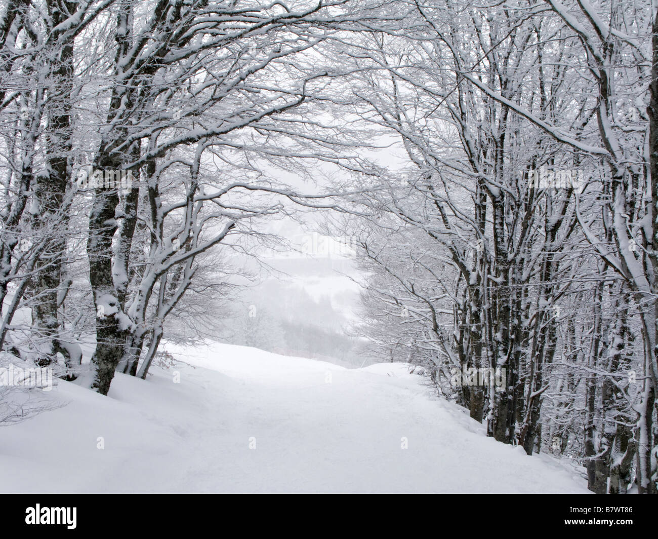 Path through snow covered trees. Auvergne, France. Stock Photo