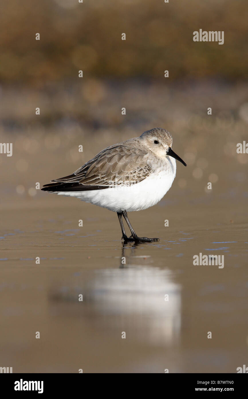 Dunlin on Ice Stock Photo