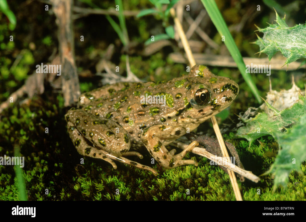 Common Parsley Frog (Pelodytes punctatus) Stock Photo