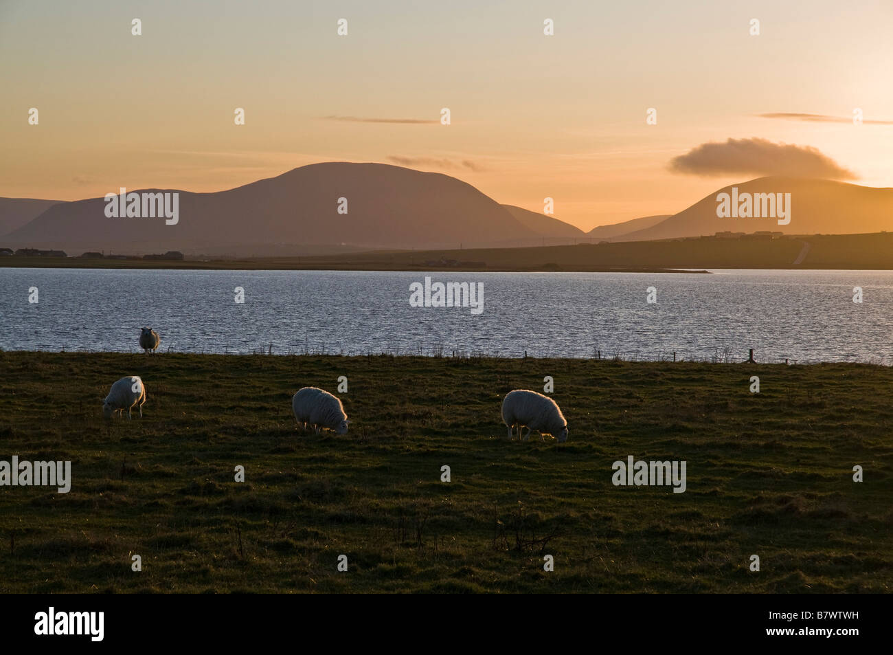 dh STENNESS ORKNEY Flock of sheep grazing in field and hoy hills dusk Stock Photo