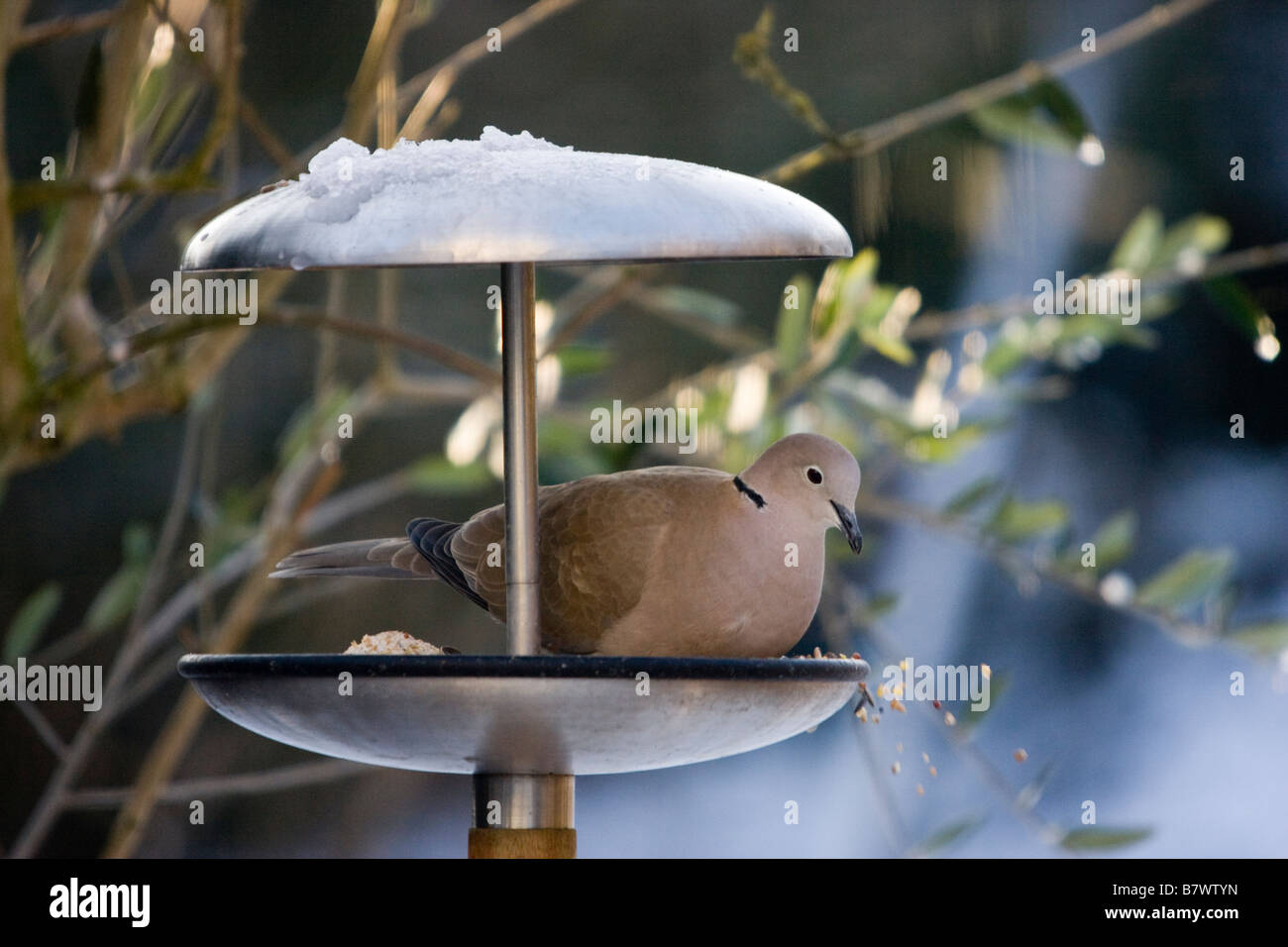 Collared Dove Bird Feeder Stock Photos Collared Dove Bird Feeder