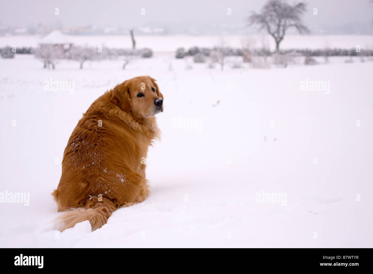 Golden retriever sitting in the snow Stock Photo - Alamy