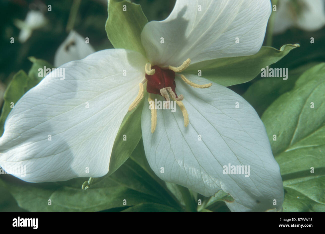 Trillium erectum f. albiflorum in bloom in spring garden. Stock Photo