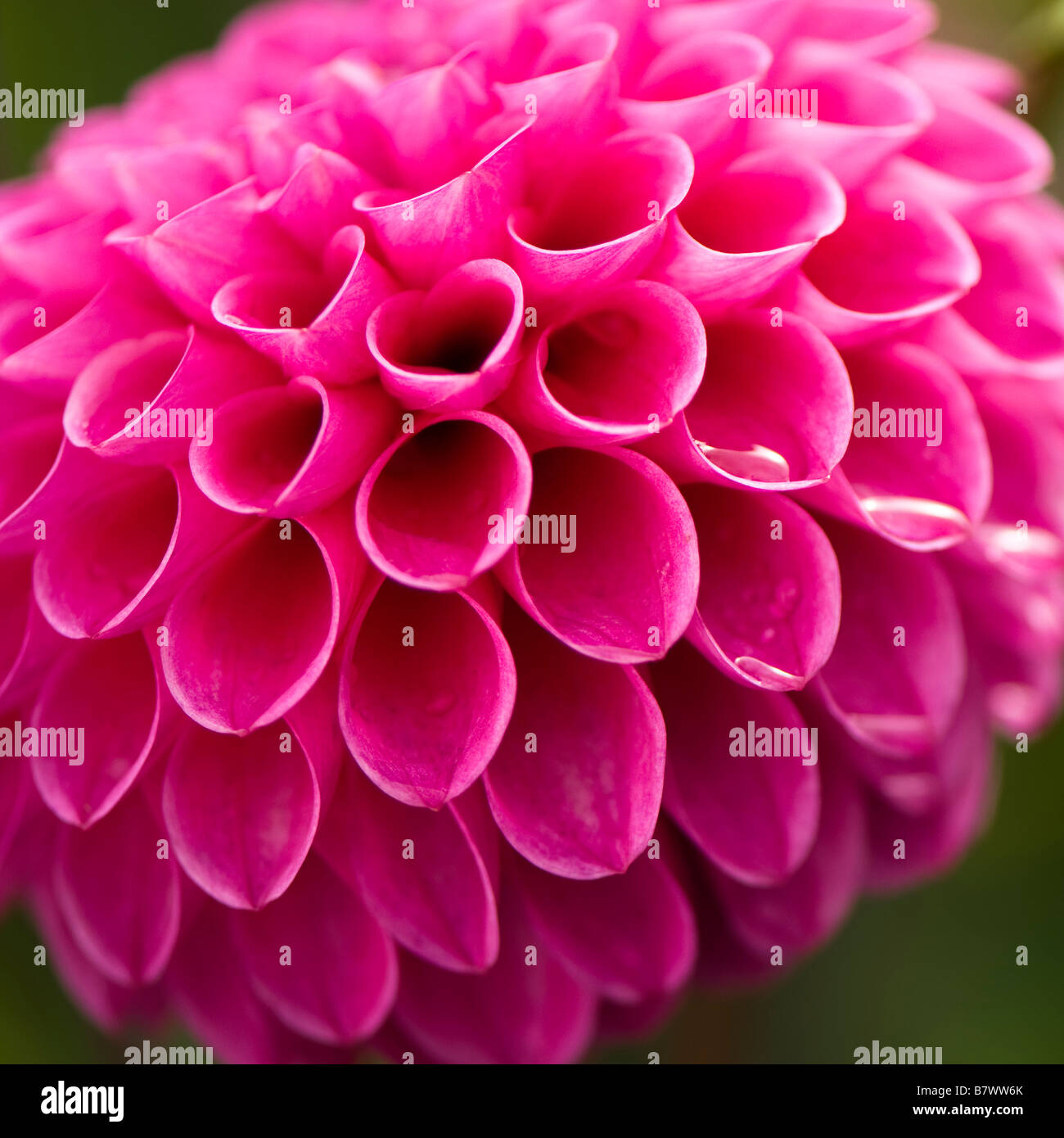 Close up of bright pink Dahlia Mary's Jomanda Stock Photo