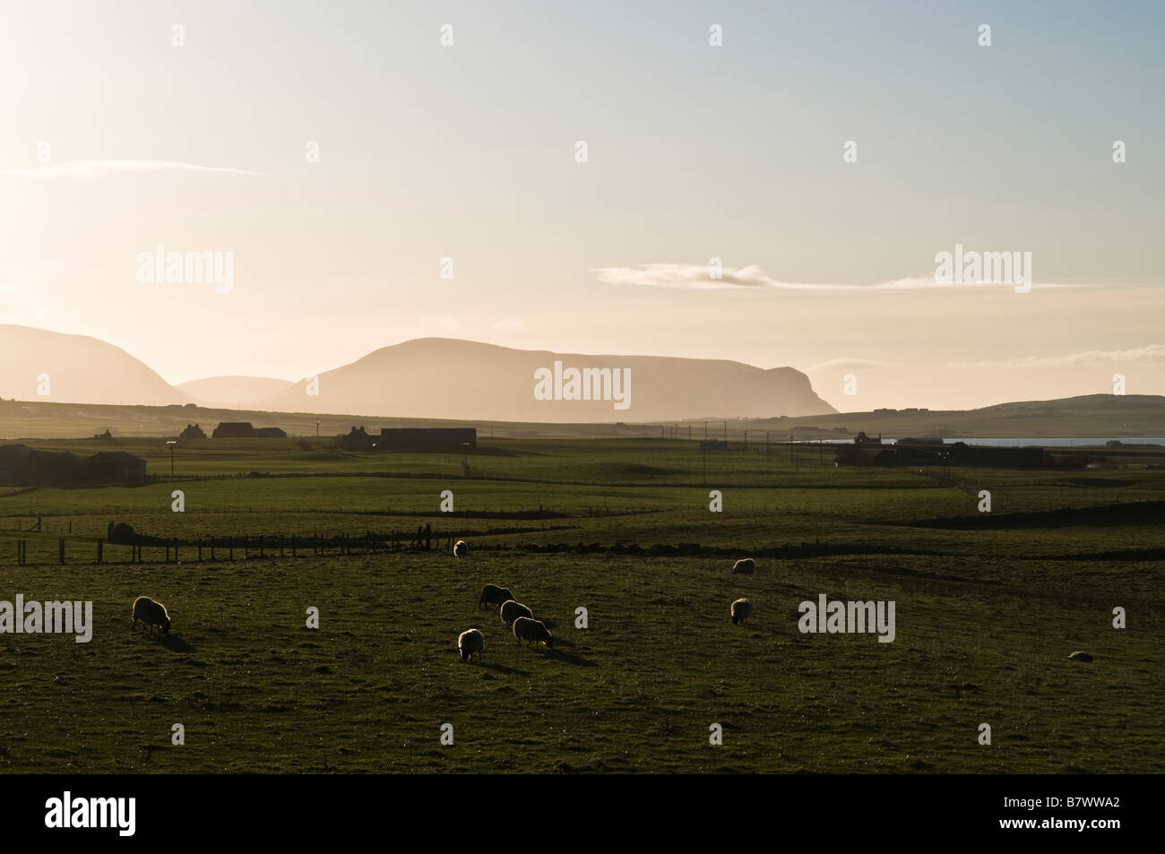 dh  STENNESS ORKNEY Flock of sheep grazing in field and hoy hills farmland fields animals Stock Photo