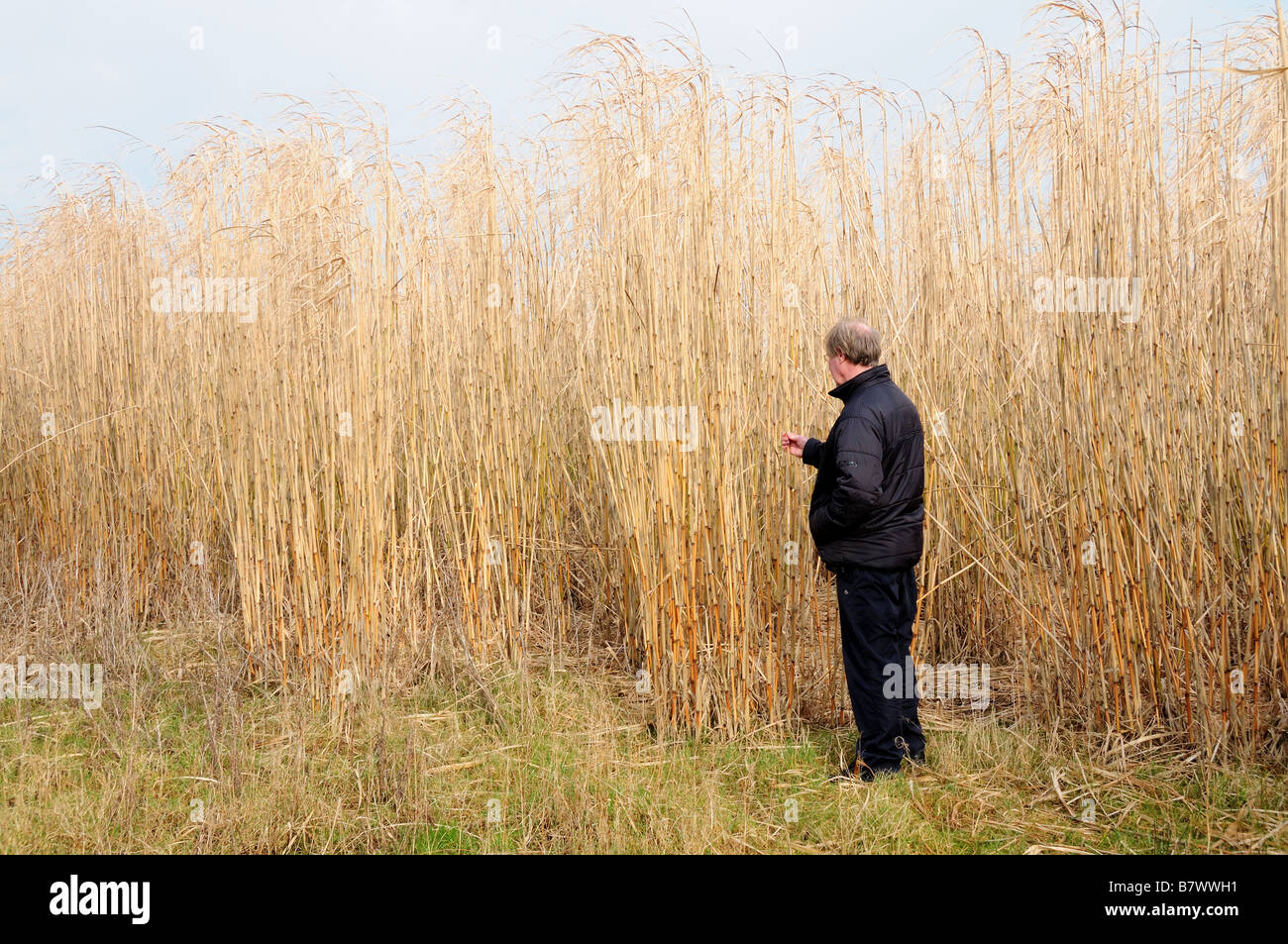 Man examining Miscanthus or Elephant grass and showing scale Pembrokeshire Wales Stock Photo
