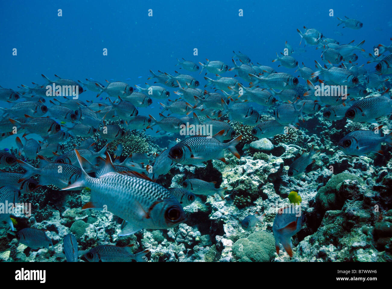 Shoal of Lattice soldierfish Myripristis violacea  Mahe Seychelles Indian Ocean Stock Photo