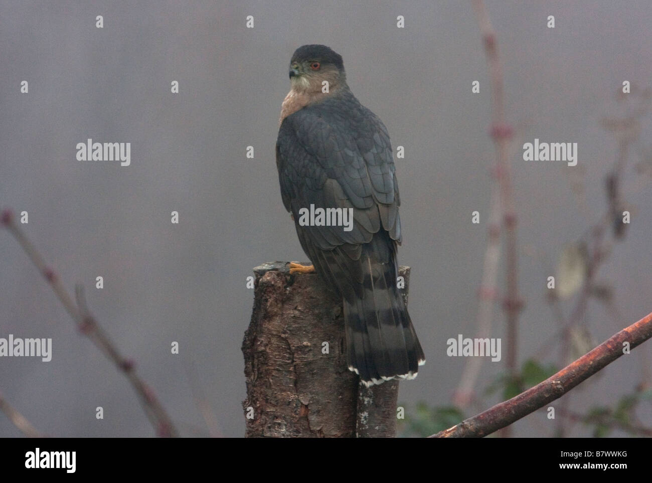 Cooper's Hawk Accipiter cooperii perched on tree stump in fog in Nanaimo BC Vancouver Island BC Canada in January Stock Photo