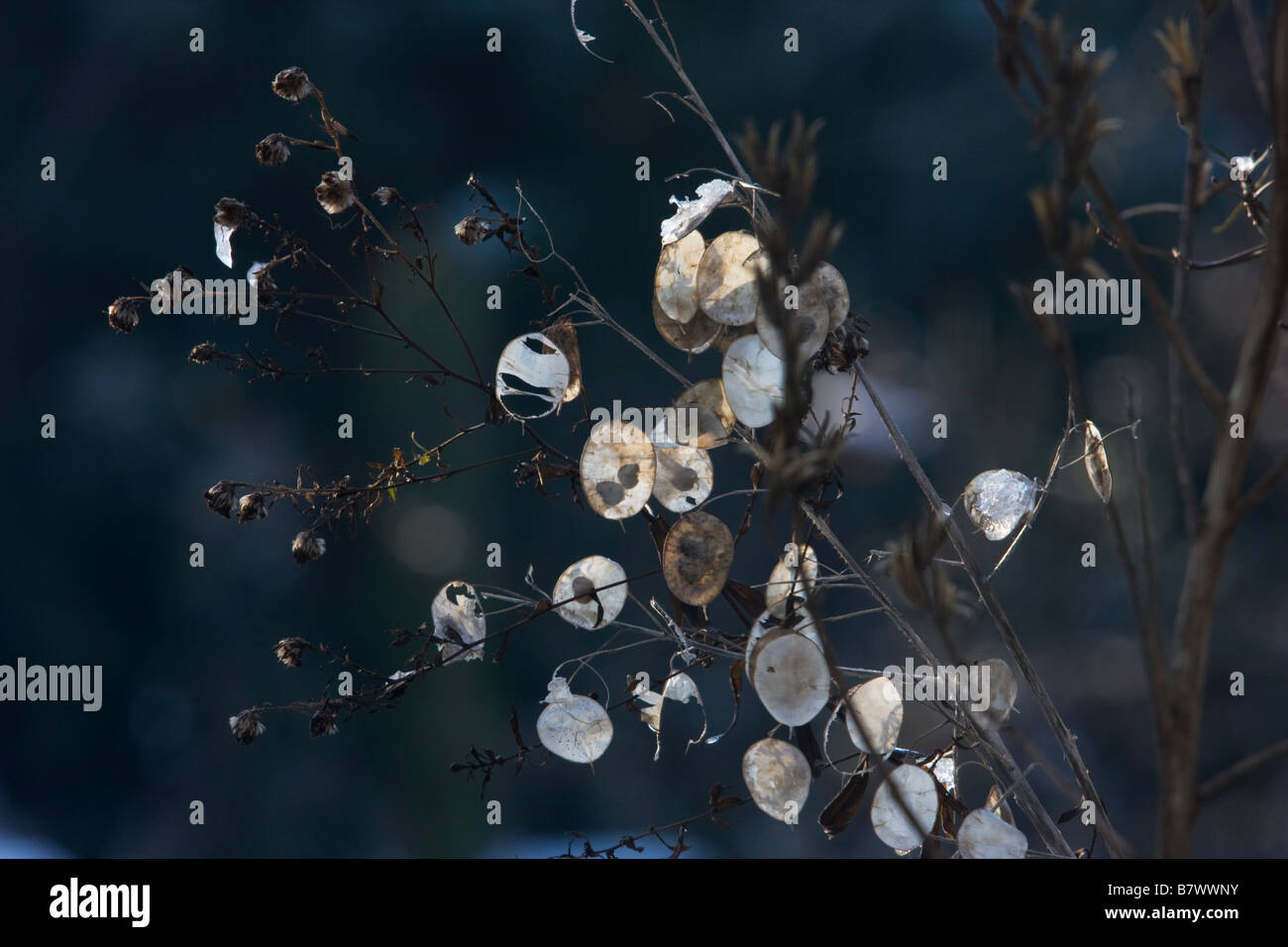 Translucent seed pods hires stock photography and images Alamy