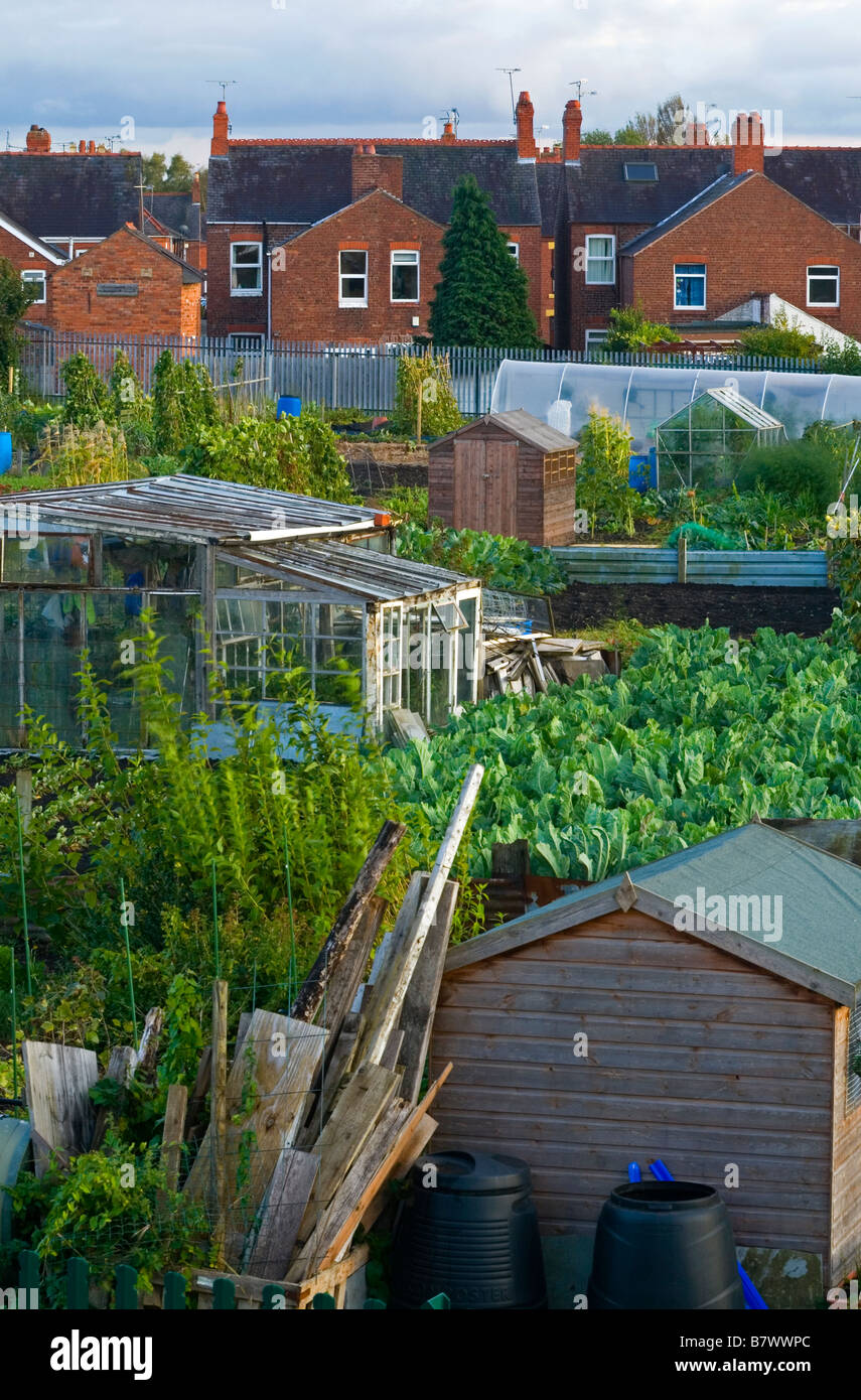 View over alloment gardens with greenhouses and sheds in Wrexham North