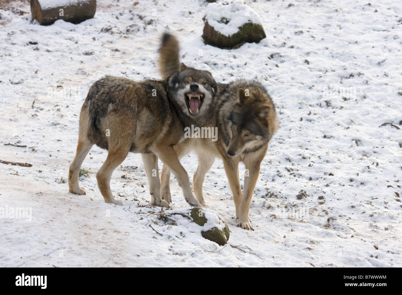 Wolves Mating Hard