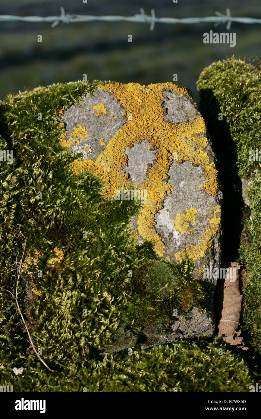 Xanthoria parietina, Common Orange Lichen, Yellow Scale, Maritime Sunburst Lichen, Shore Lichen, Manifold Valley Staffordshire, Stock Photo