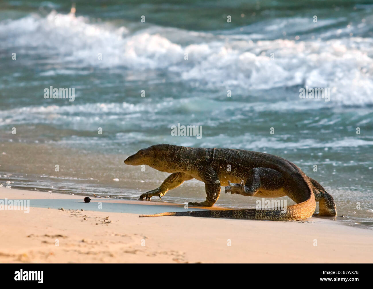 Monitor Lizard (Varanus niloticus) large adult on beach. Borneo, Malaysia Stock Photo