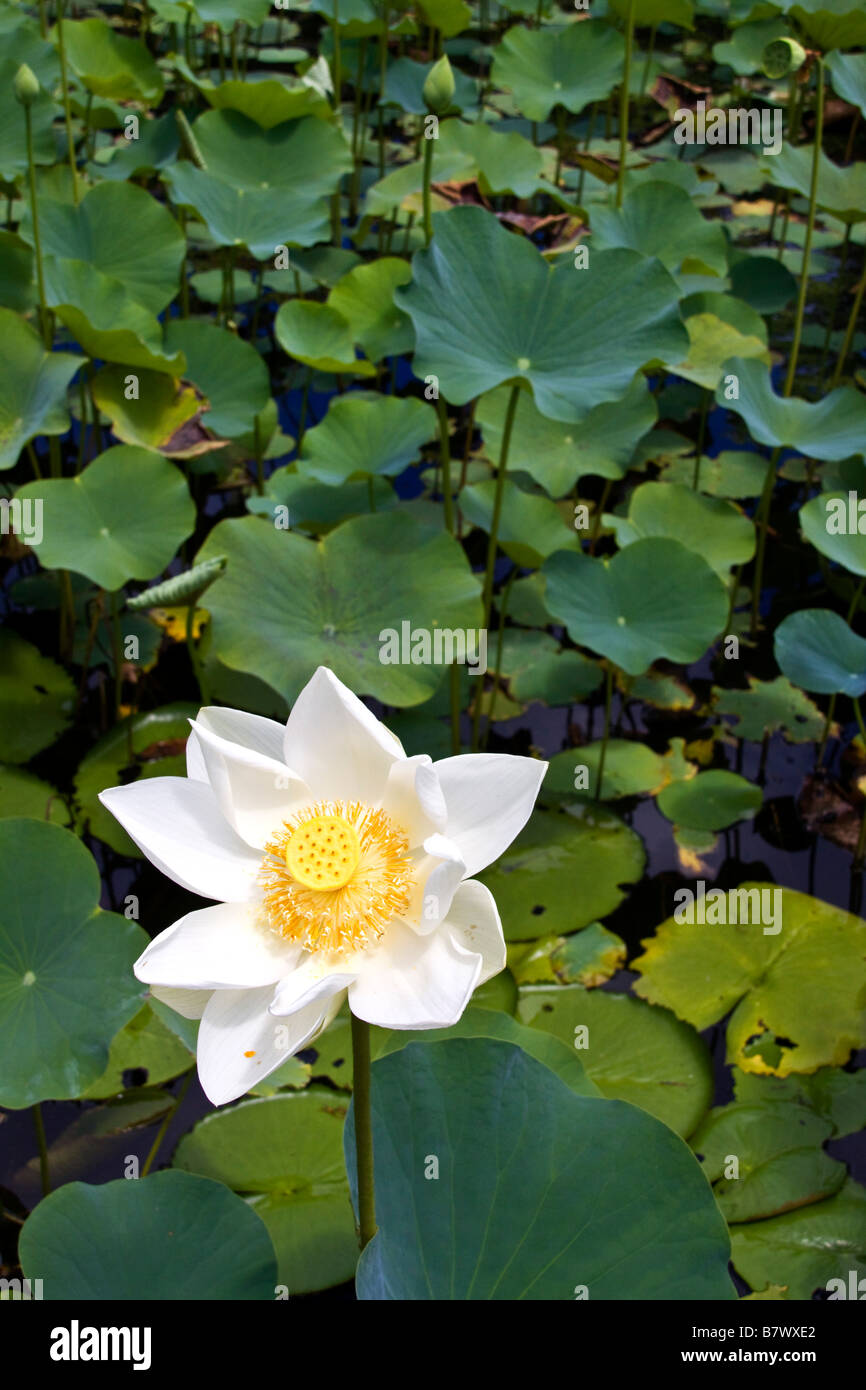 Nymphea lotus hi-res stock photography and images - Alamy