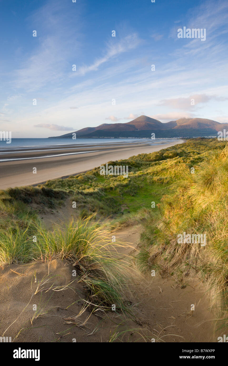 Sand dunes at Murlough Nature Reserve with views to Dundrum Bay and the Mountains of Mourne beyond County Down Northern Ireland Stock Photo