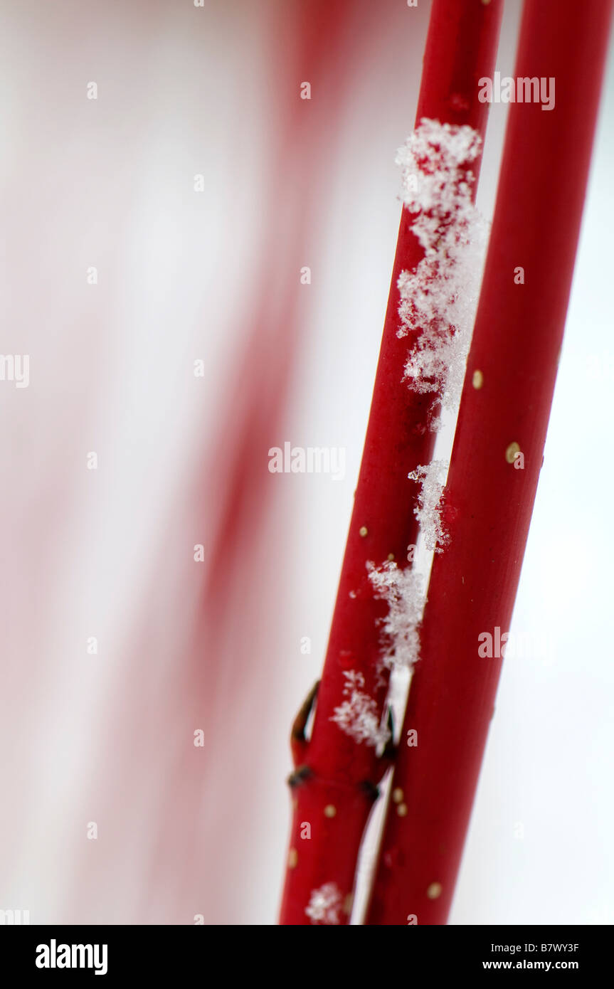 Close up of snow collecting on the bright red stems of cornus alba sibirica Stock Photo