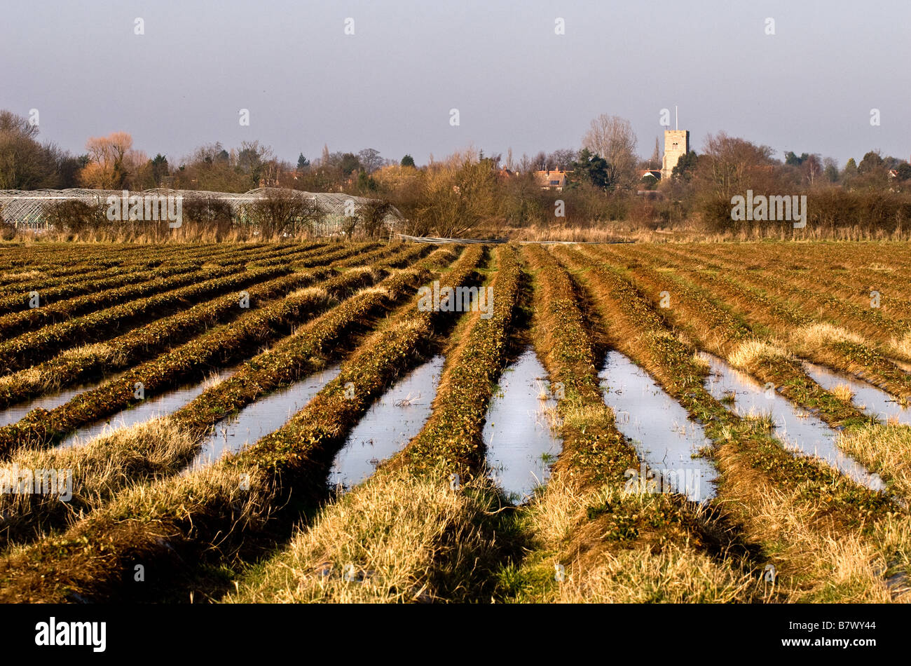 Waterlogged furrows in a field Stock Photo