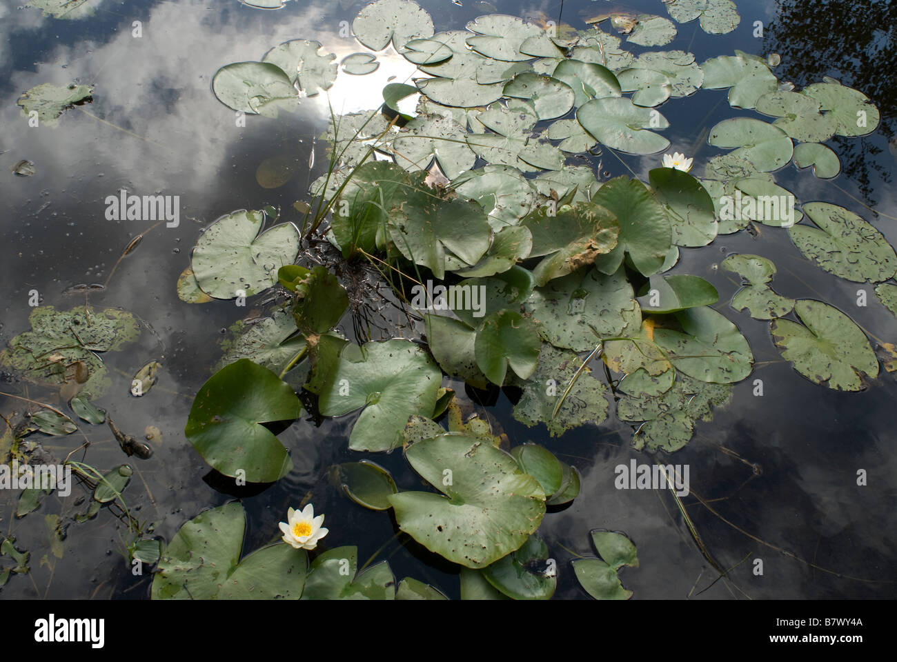 Water lily pond lily sculpture hi-res stock photography and images - Alamy