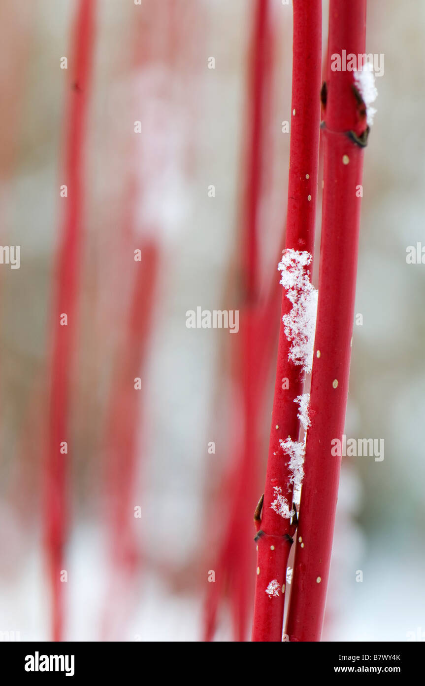 Close up of snow collecting on the bright red stems of cornus alba sibirica Stock Photo