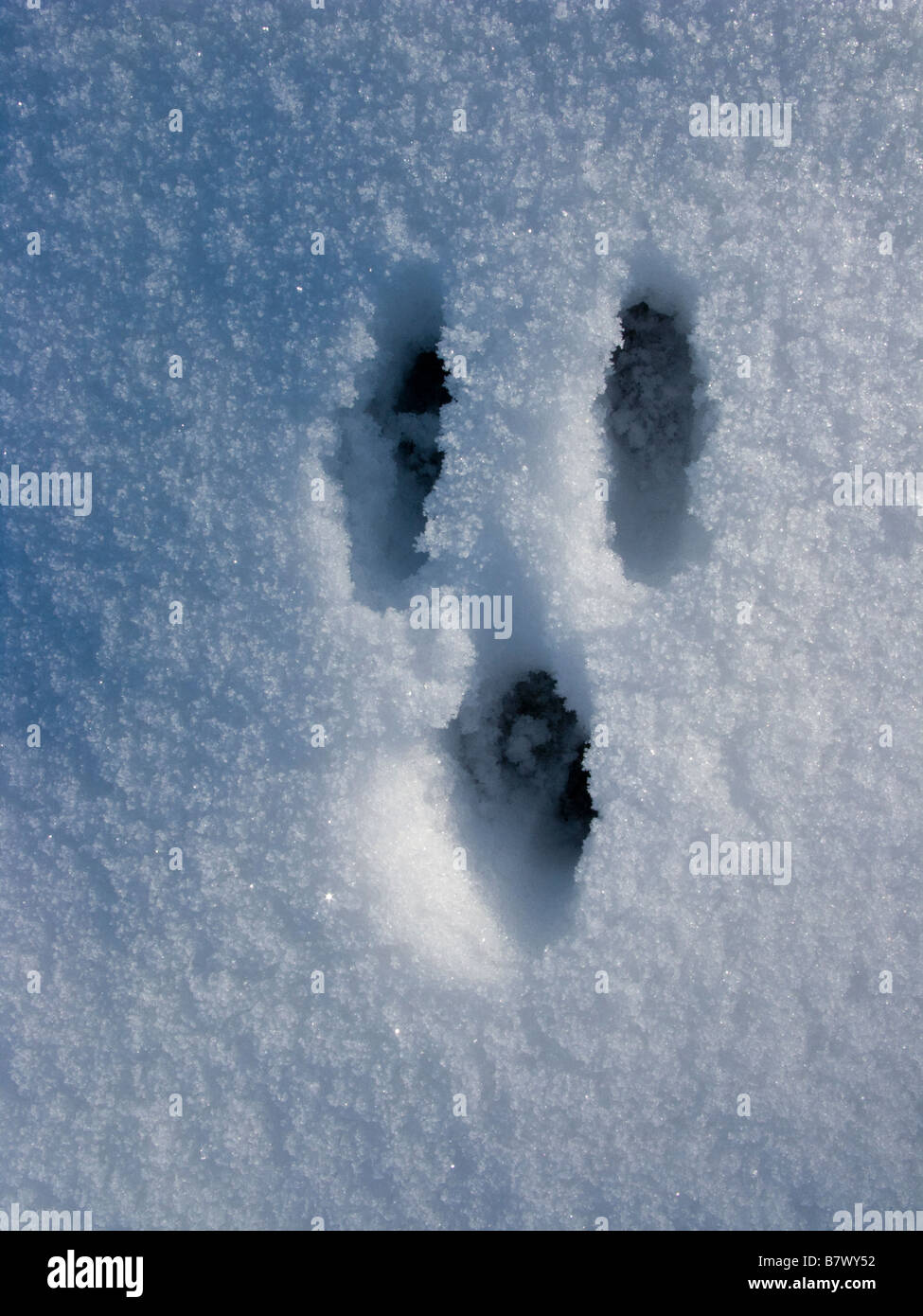 Colour animal prints hires stock photography and images Alamy