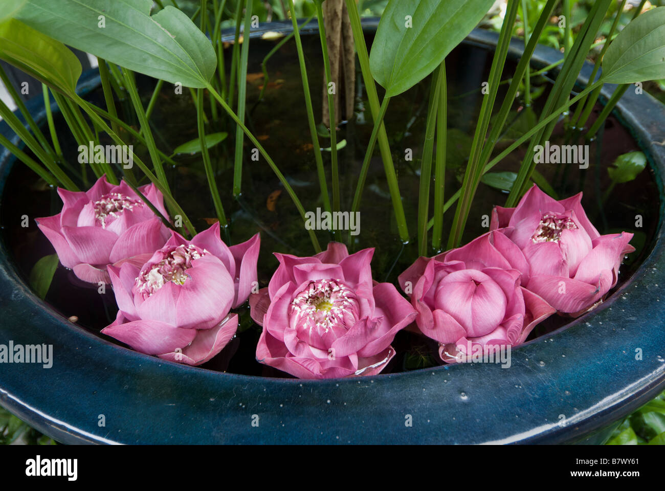 Lotus House High Resolution Stock Photography And Images Alamy
