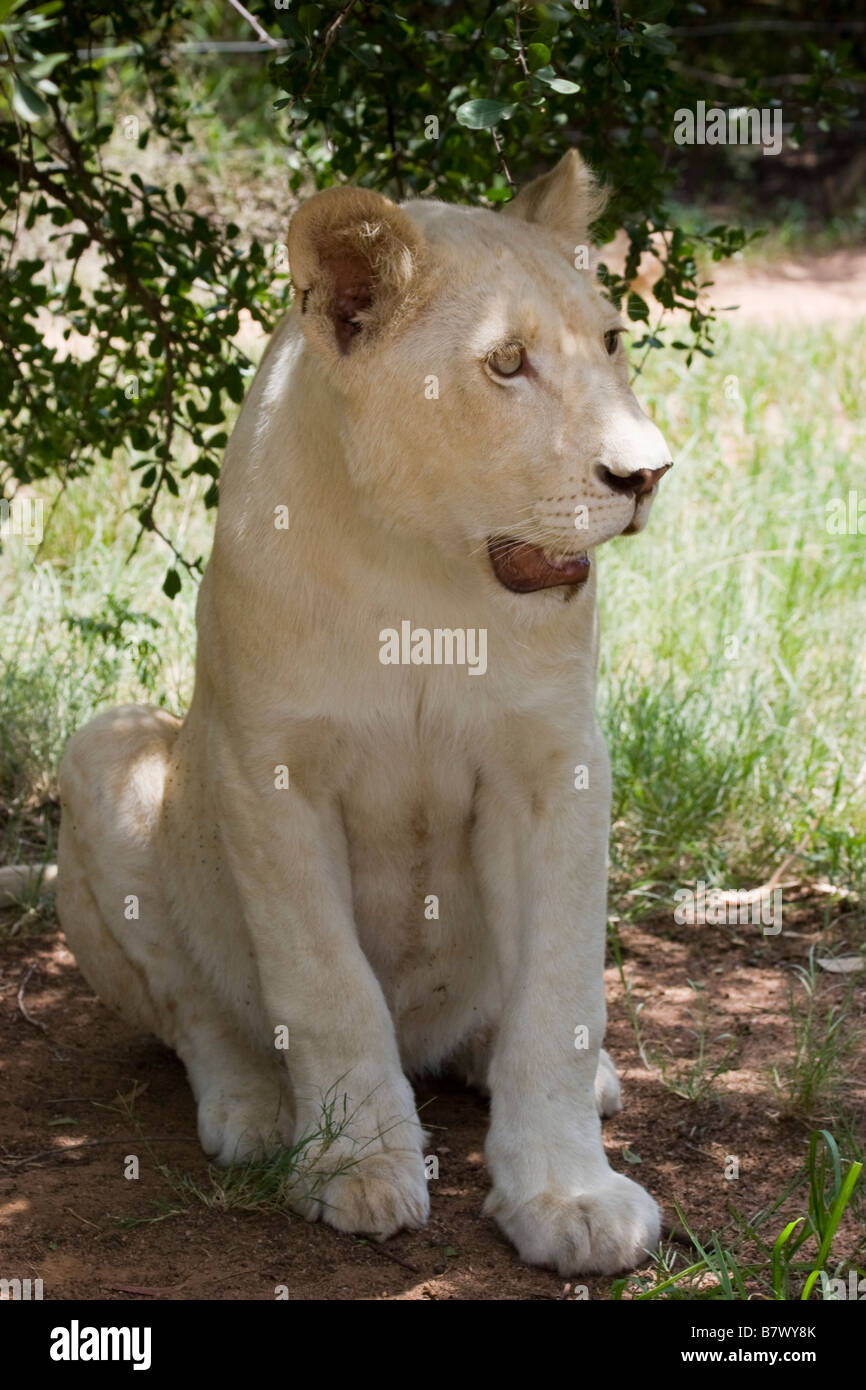 White Lioness at Lion Park South Africa Stock Photo