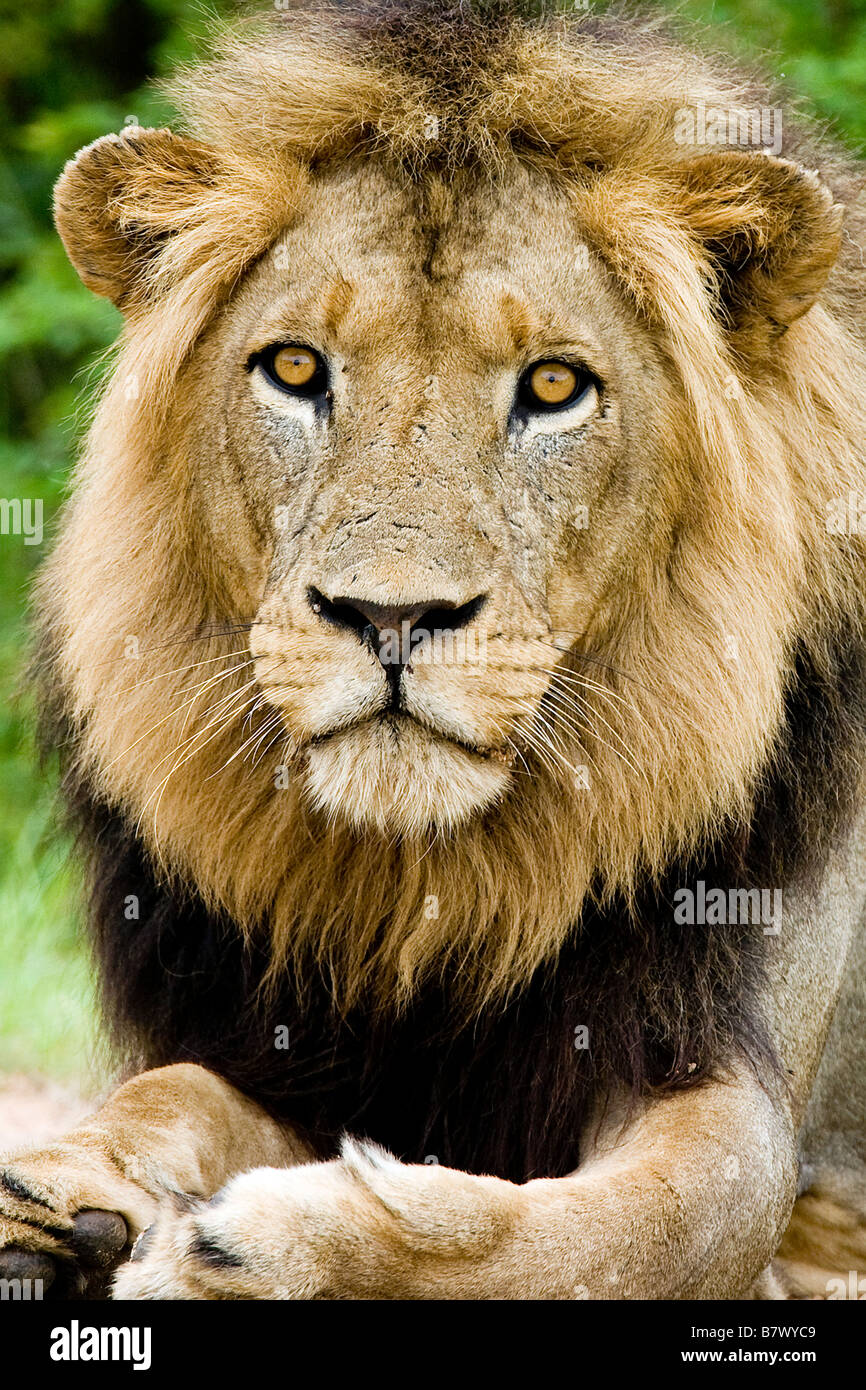 male lion Stock Photo