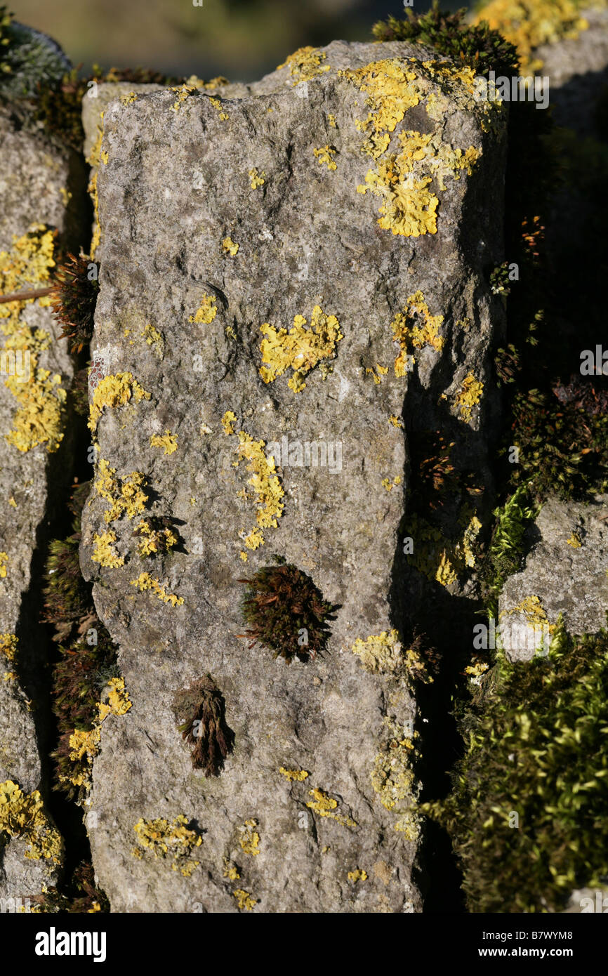 Xanthoria parietina, Common Orange Lichen, Yellow Scale, Maritime Sunburst Lichen, Shore Lichen, Manifold Valley Staffordshire, Stock Photo