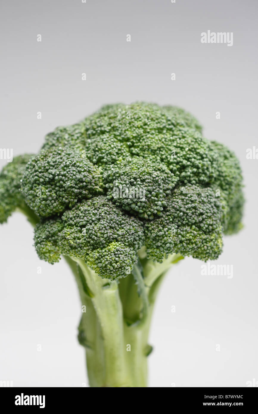 Broccoli, studio shot Stock Photo
