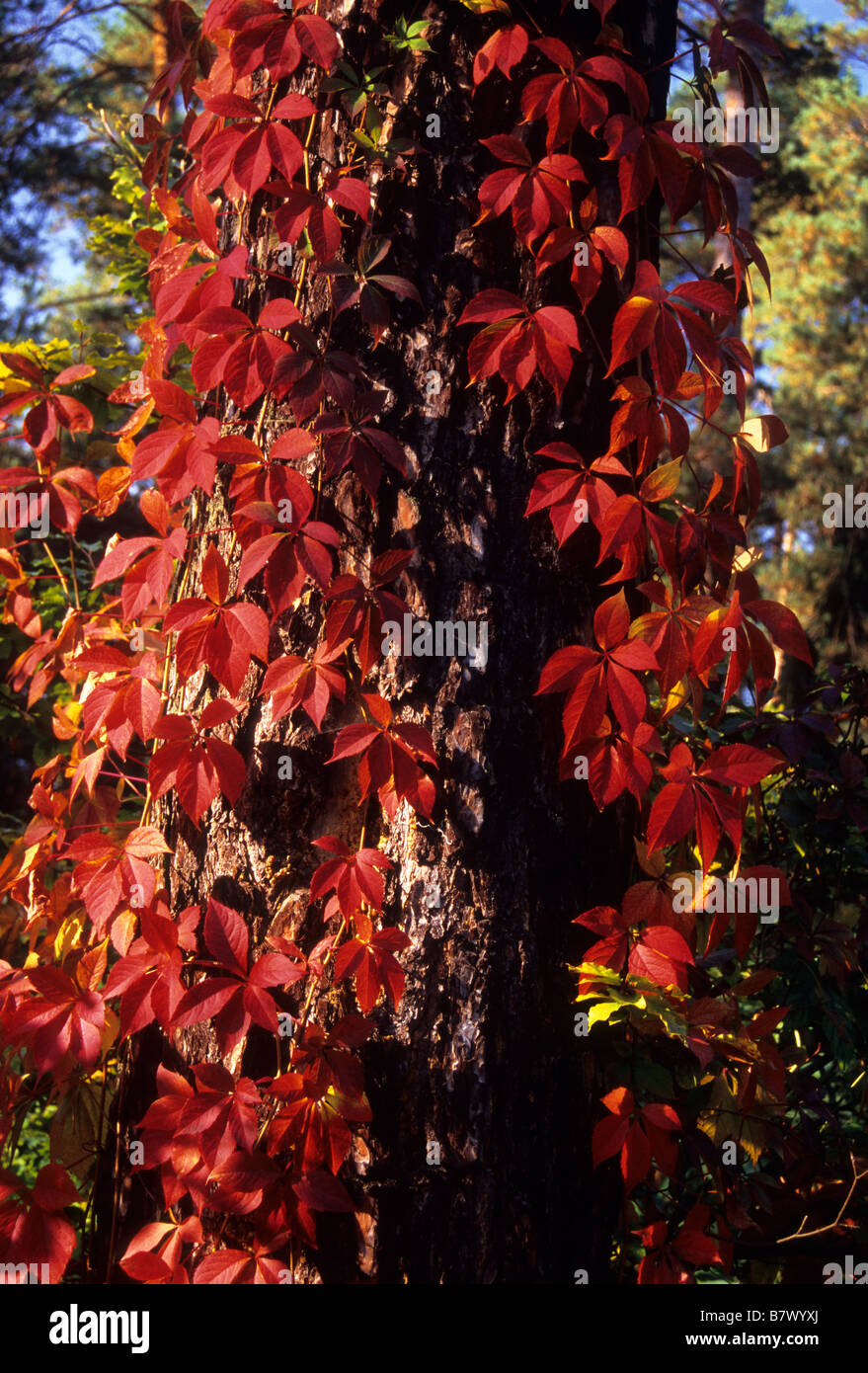 Parthenocissus quinquefolia in autum Stock Photo