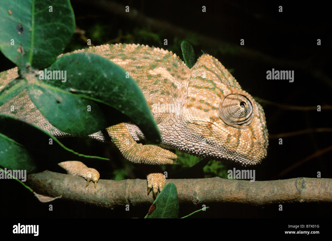 Chameleon (Chameleo chameleon) Stock Photo