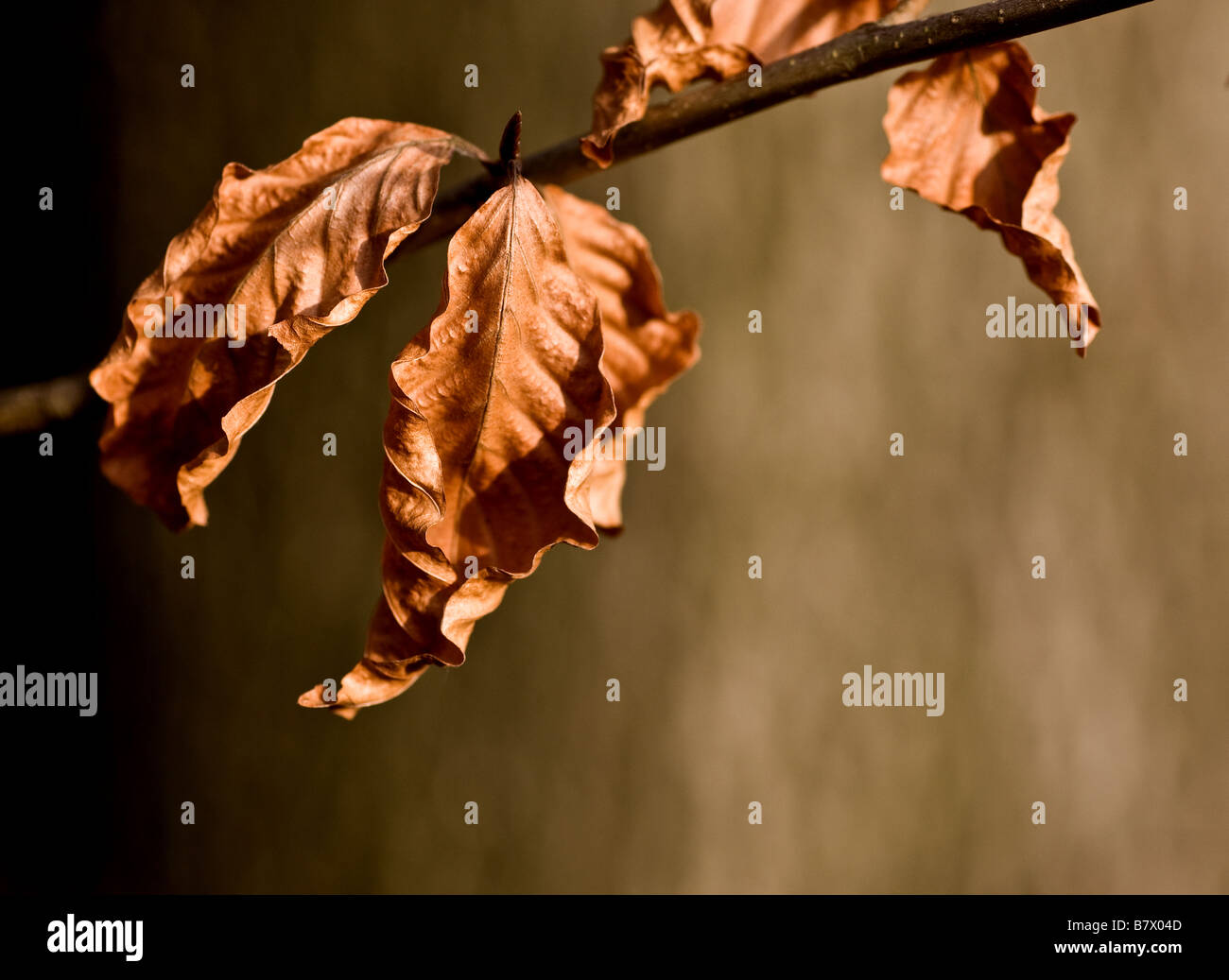 Beech tree leaves in autumn hi-res stock photography and images - Alamy