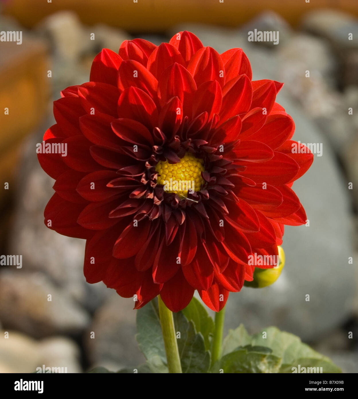 Dinnerplate dahlia hi-res stock photography and images - Alamy