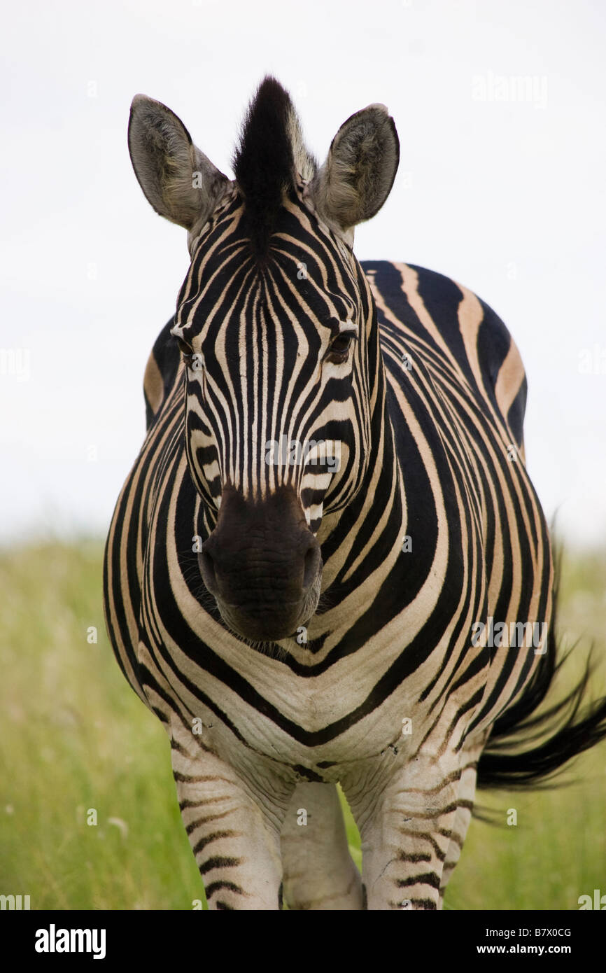 Zebra Game Park South Africa Stock Photo
