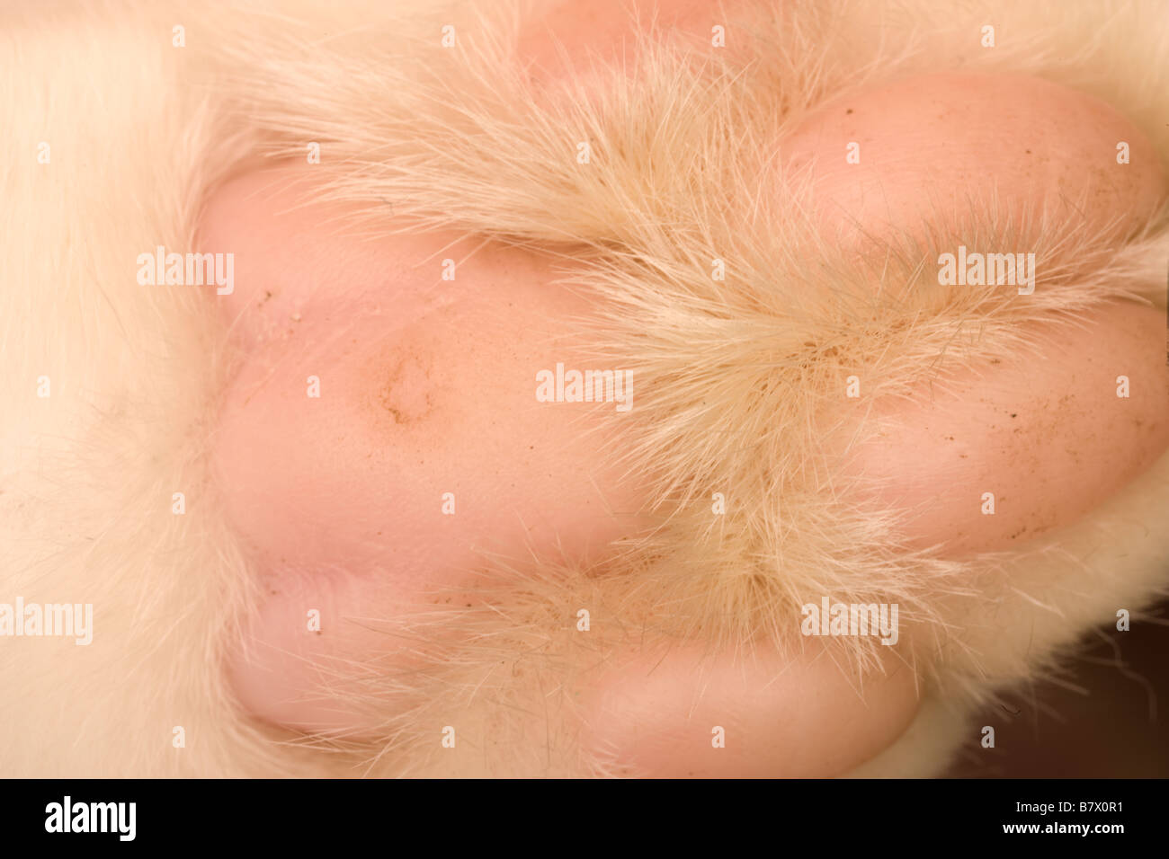 A stock photograph of a close up view of a cute white cat Stock Photo ...