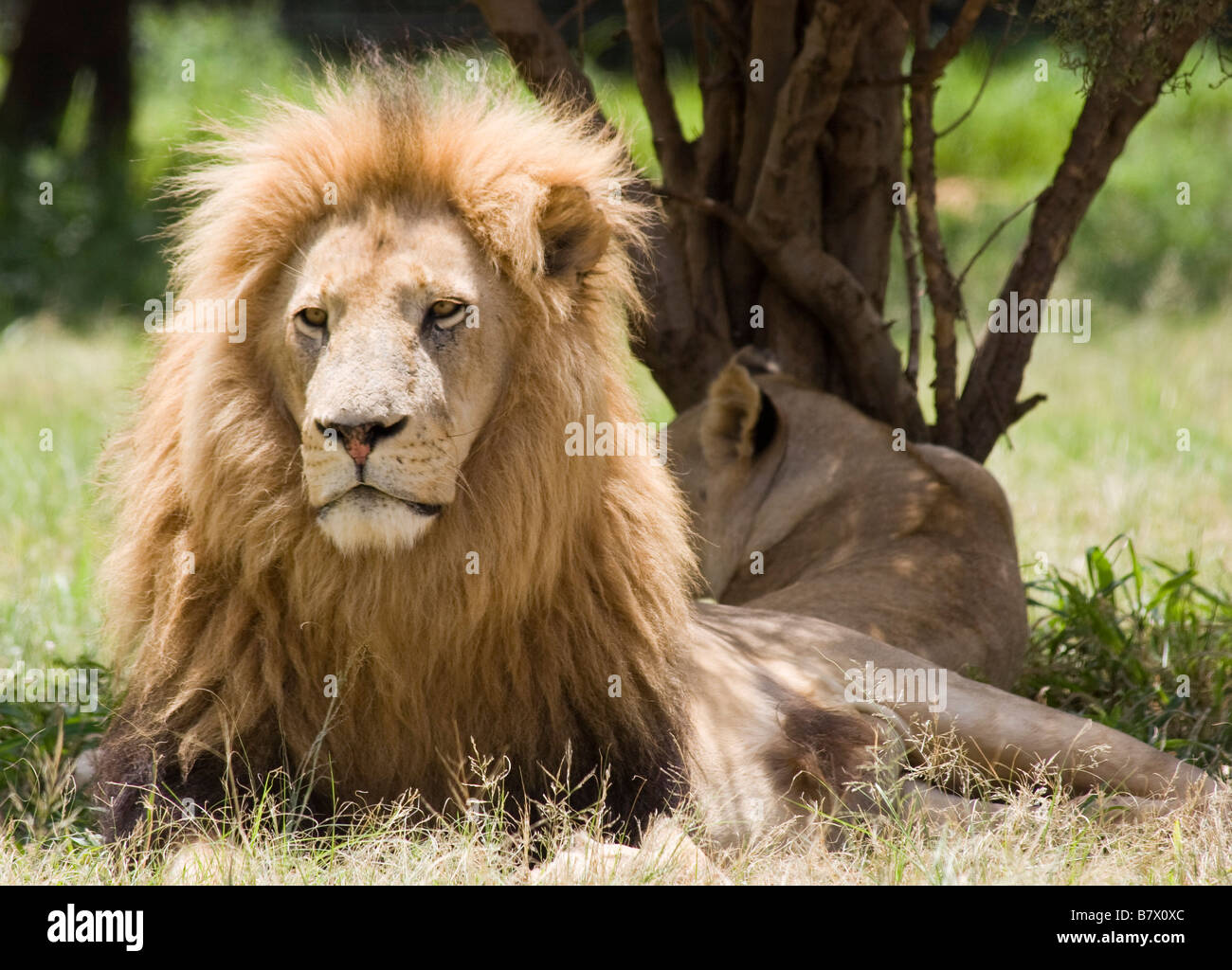 Male Lion Lion Park South Africa Stock Photo