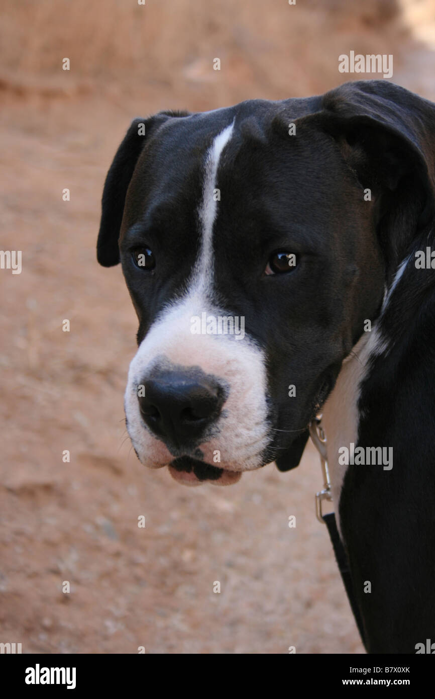 portrait of large dog, mixed breed, pitbull boxer and sharpei, black and  white Stock Photo - Alamy