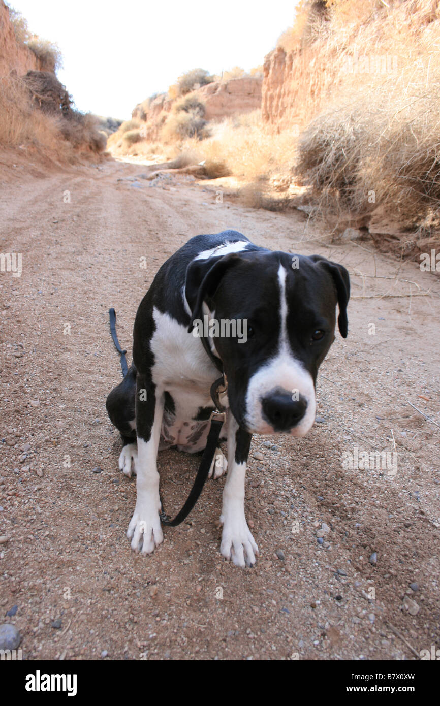 Large black and white dog with leash sitting on dirt road waiting with head down
