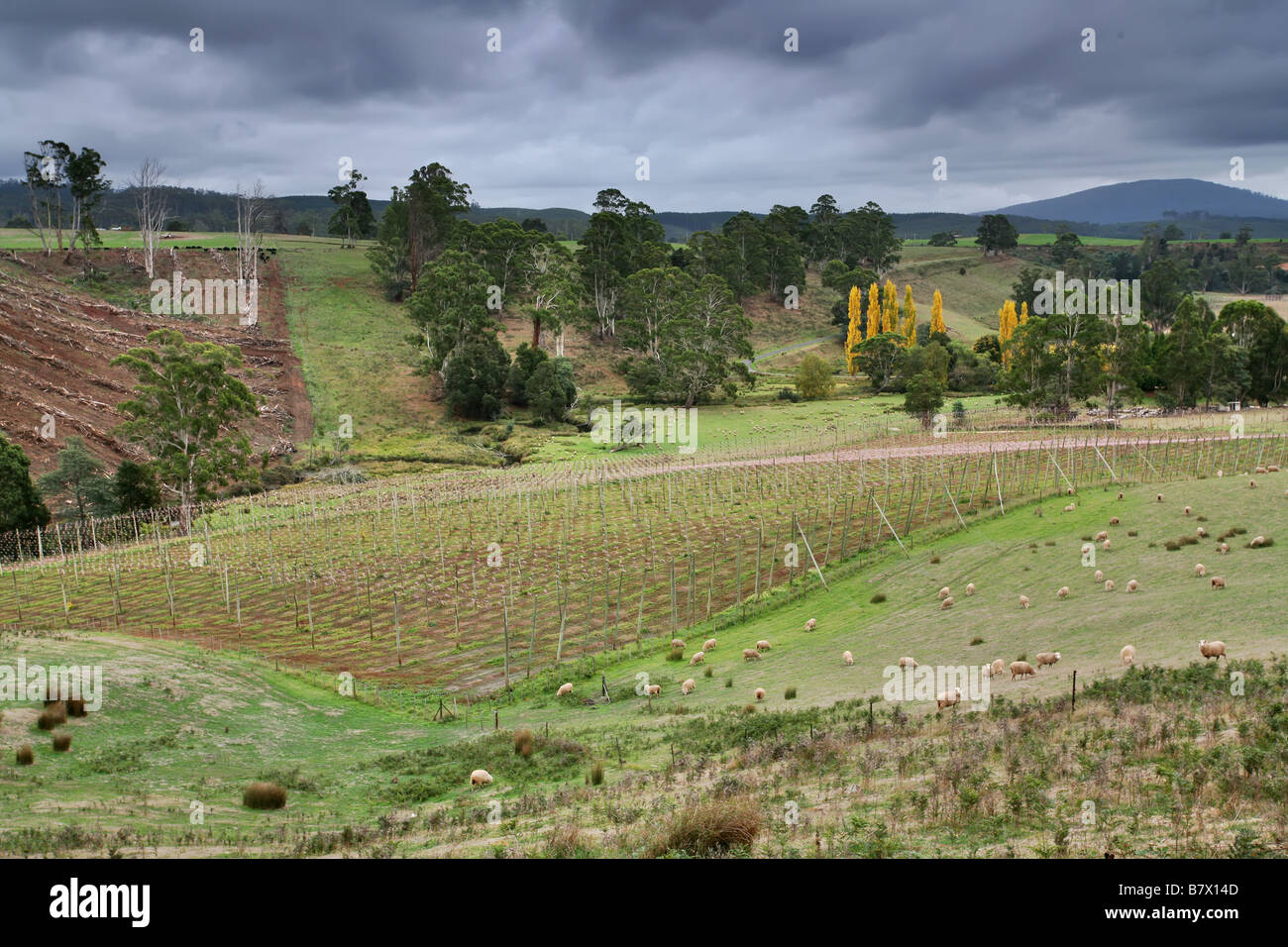 Tasmania agriculture hires stock photography and images Alamy