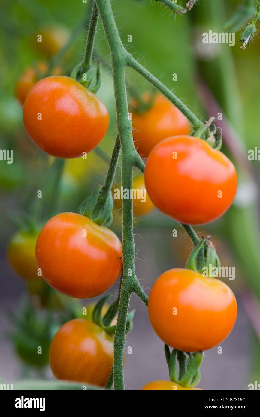 Organic tomatoes growing in poly tunnel Stock Photo Alamy