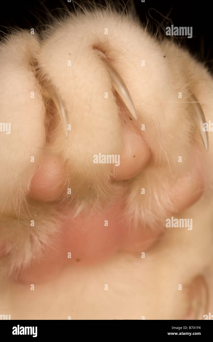 A stock photograph of a close up view of a cute white cat Stock Photo ...