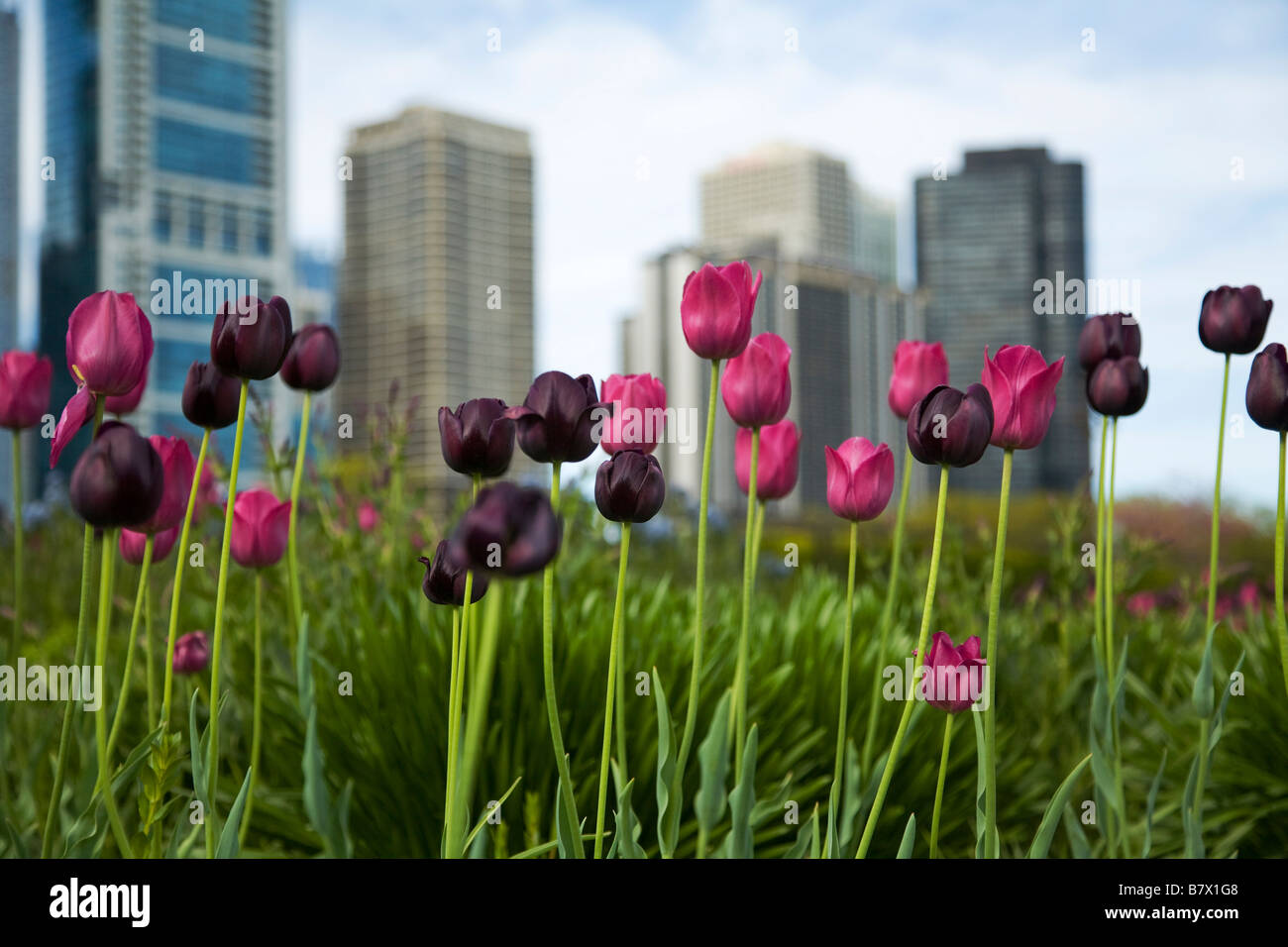 ILLINOIS Chicago Tulips bloom in Lurie Garden in Millennium Park