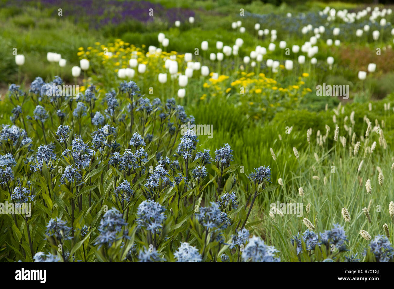 ILLINOIS Chicago Native spring wildflowers and tulips bloom in Lurie Garden in Millennium Park Stock Photo