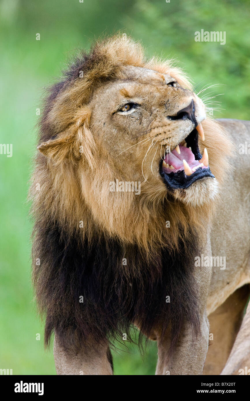 Male Lion Roaring