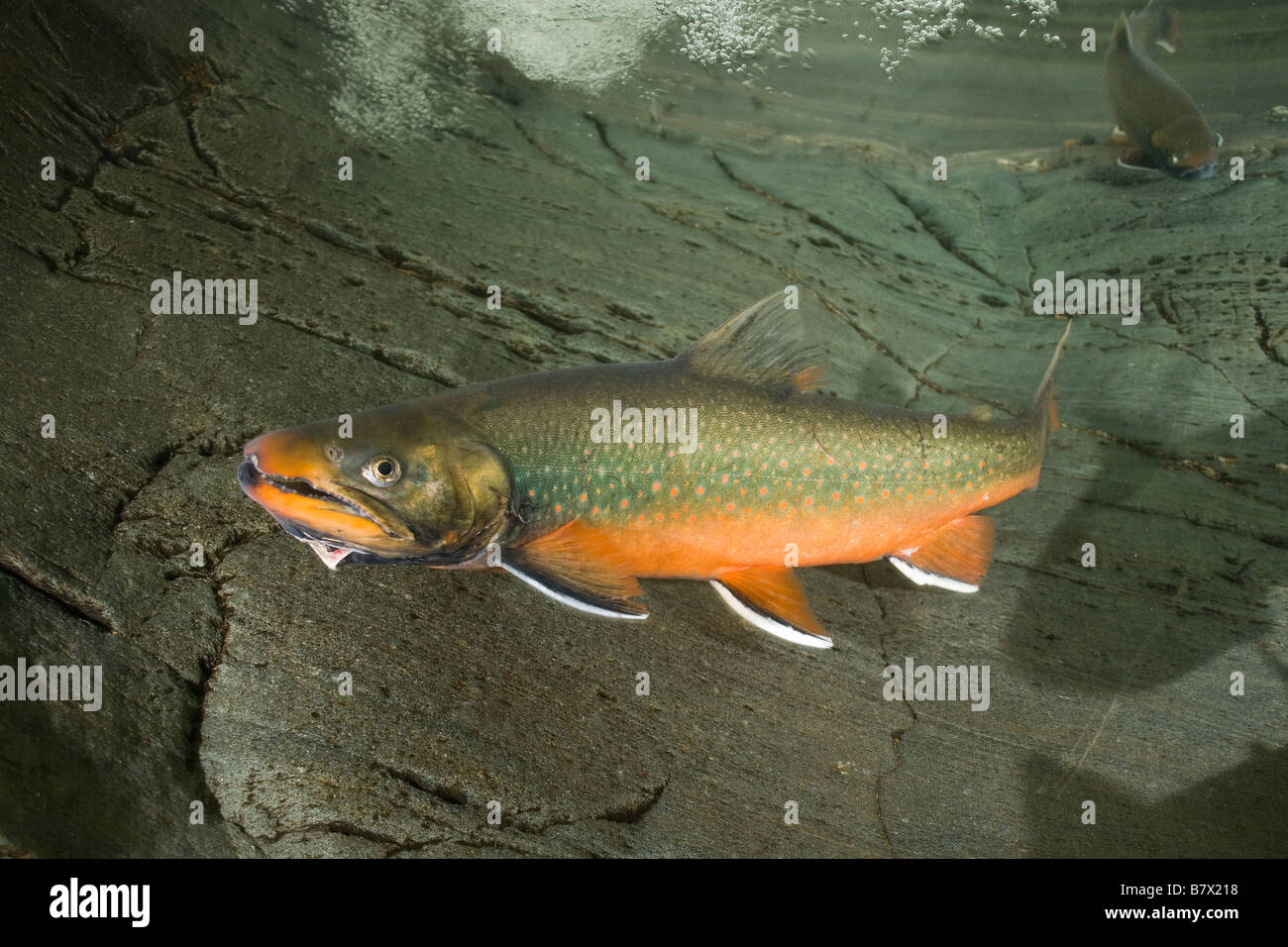 Dolly Varden Salvelinus malma in spawning coloration Trout Juneau Alaska Stock Photo