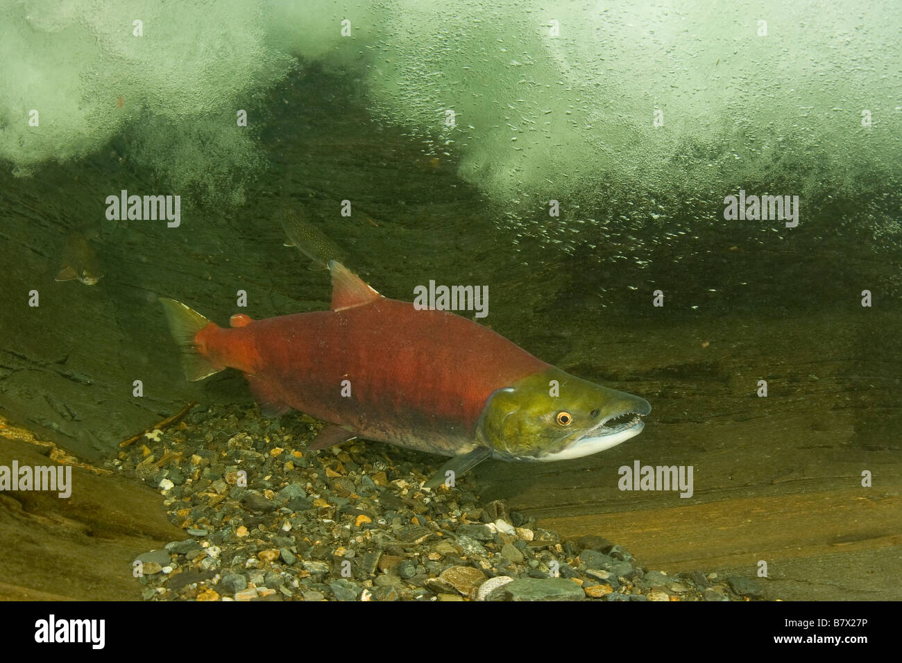 Sockeye Salmon Oncorhynchus nerka Juneau Alaska Stock Photo