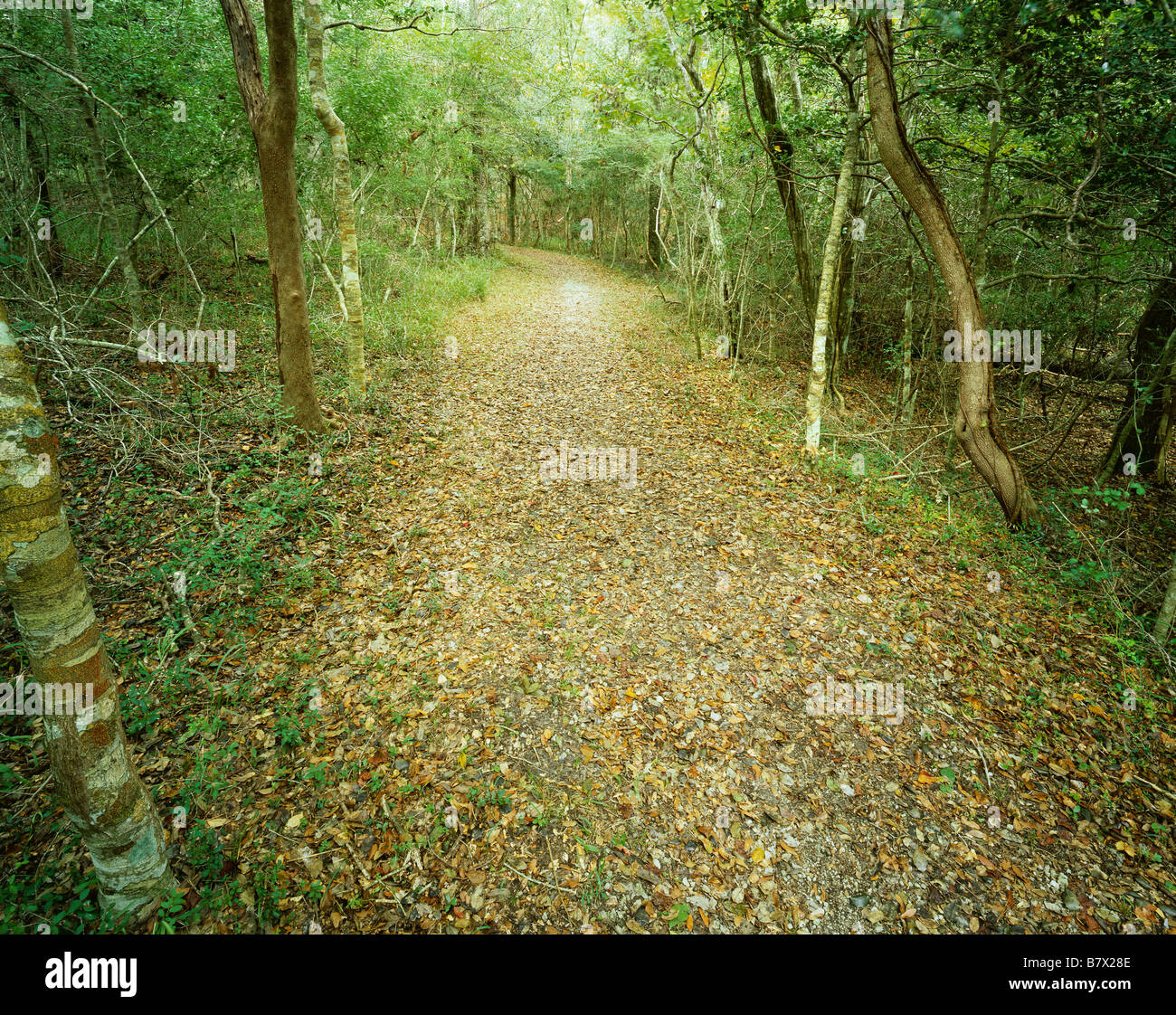 NORTH CAROLINA - Trail through the Buxton Woods in Cape Hatteras National Seashore on the Outer Banks Stock Photo