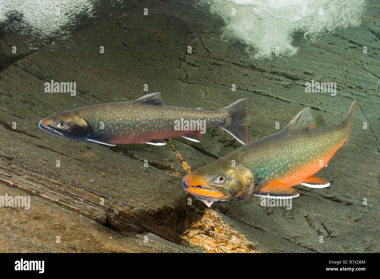 Dolly Varden Salvelinus malma in spawning coloration Trout Juneau Alaska Stock Photo
