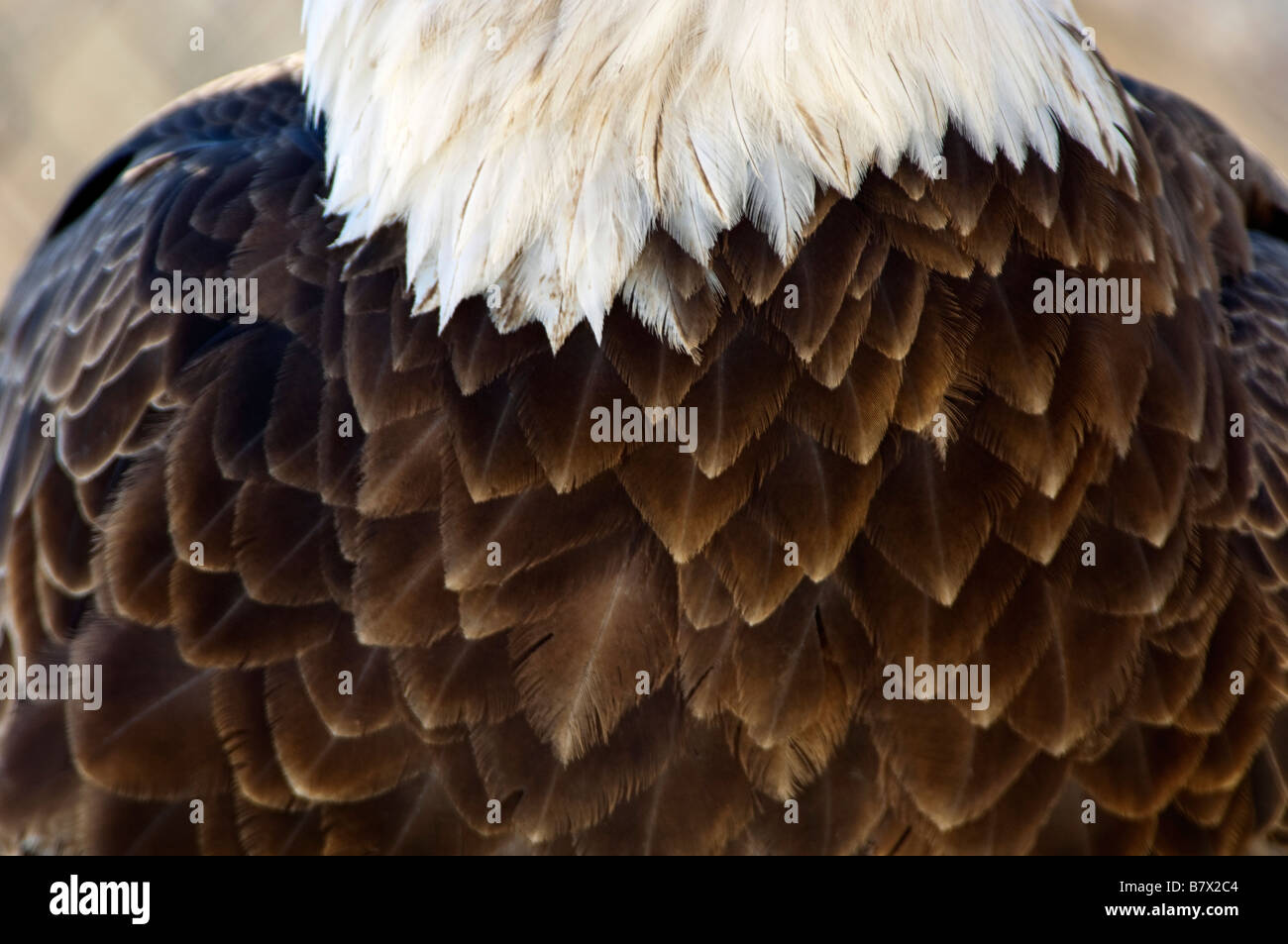Detailed Photo Of Bald Eagle Bird Feathers Stock Photo Alamy Detailed Photo Of Bald Eagle Bird Feathers Stock Photo Alamy